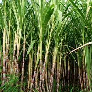 Sugar Factories